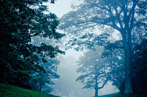 foggy tree scene in North Carolina, usa.