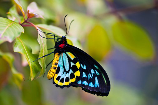 A black, blue, and orange butterfly drinking from orange and yellow flowers