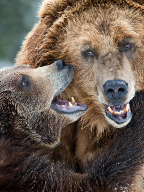 Deux grizzlys en hiver - Photo