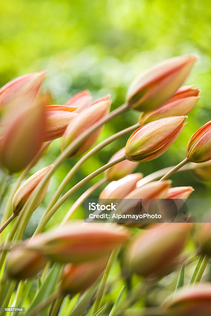 Tulipa orphanidea'Whittallii Group'- II - 로열티 프리 0명 스톡 사진