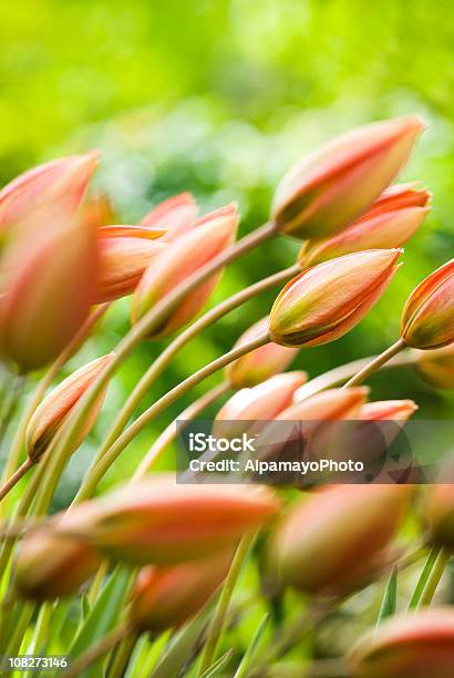 Foto de Tulipa Orphanideawhittallii Grupoii e mais fotos de stock de Beleza natural - Natureza - Beleza natural - Natureza, Botânica - Assunto, Botão - Estágio de flora