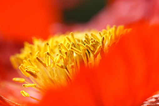 Nahaufnahme einer roten Mohnblüte auf einer grünen Wiese.