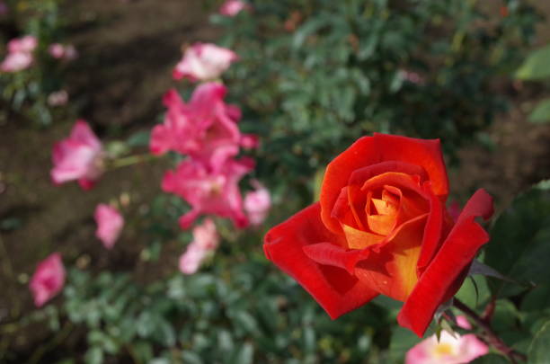 istock Rose 