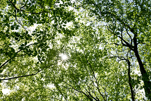 Beautiful blue sky as if surrounded by green trees. Sometimes you need to look up to calm down and enjoy your life