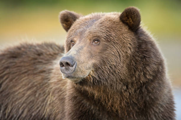 istock Grizzly Bear Portrait 108273344