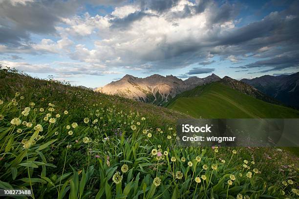 Photo libre de droit de Alpine Meadows Ail Des Ours banque d'images et plus d'images libres de droit de Montagne - Montagne, Ail des ours, Alpes européennes