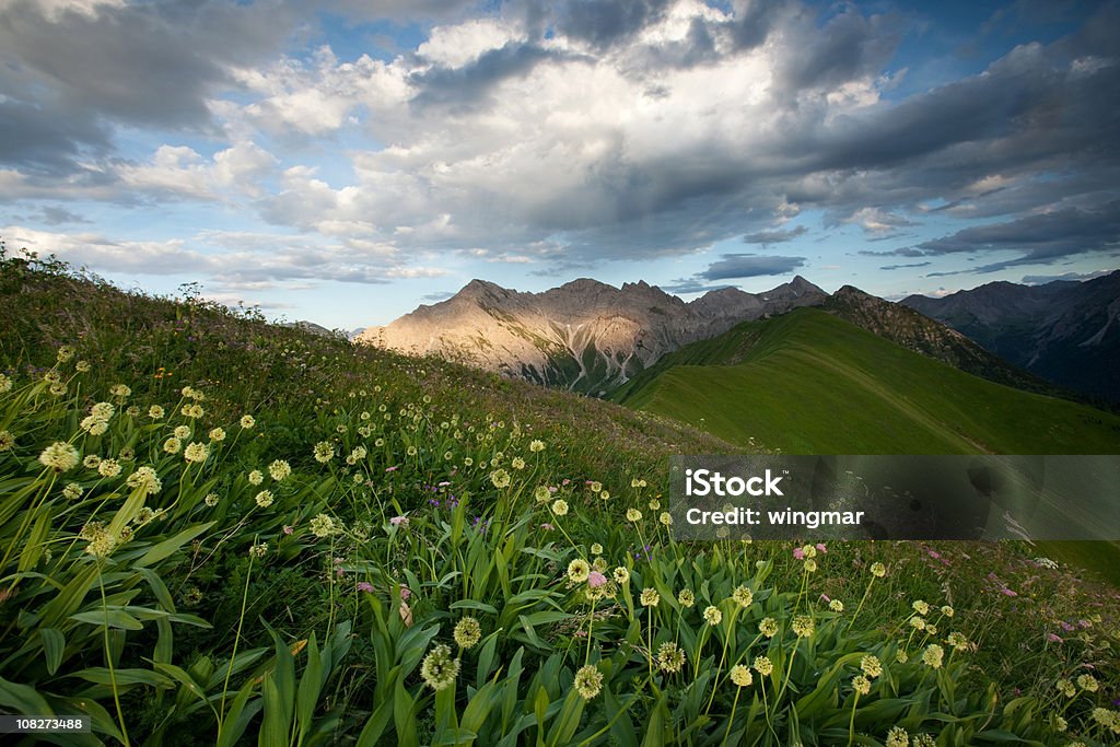 alpine meadows con Aglio orsino - Foto stock royalty-free di Montagna