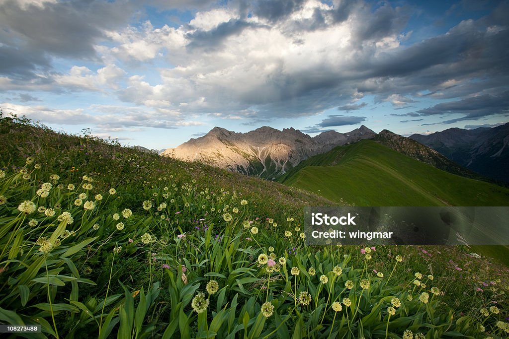 alpine meadows with ramson  Mountain Stock Photo