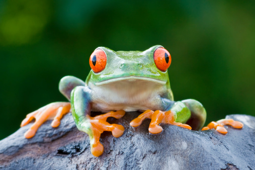 Red-eyed Tree Frog\n\n[url=http://www.istockphoto.com/file_search.php?action=file&lightboxID=6833833] [img]http://www.kostich.com/frogs.jpg[/img][/url]