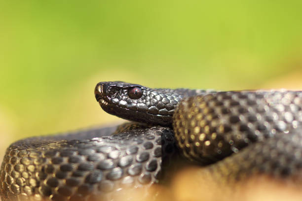 istock closeup of Vipera berus nikolskii 1082735506