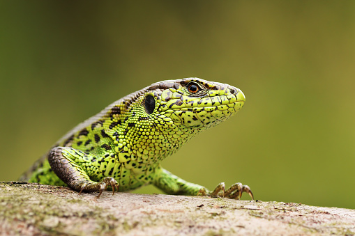 portrait of curious sand lizard on a wooden stump ( Lacerta agilis ); wild reptile basking in natural habitat