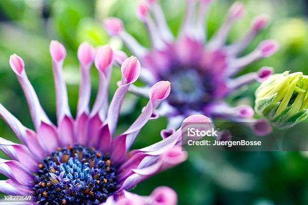 Nahaufnahme Von Lila Osteospermum Daisy Stockfoto und mehr Bilder von Blume - Blume, Bildschärfe, Blume aus gemäßigter Klimazone