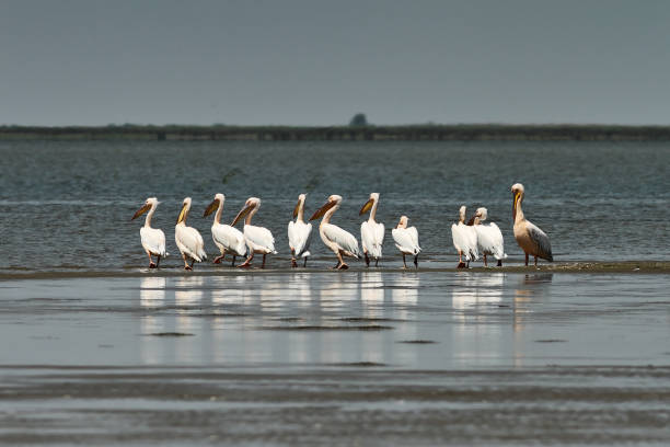 istock flock of great white pelicans in Danube Delta 1082735720