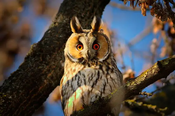 portrait of long eared owl looking at the camera ( Asio otus ); bird in natural habitat