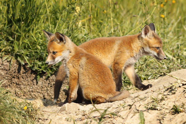 istock two eurasian red fox cubs in natural habitat 1082736214