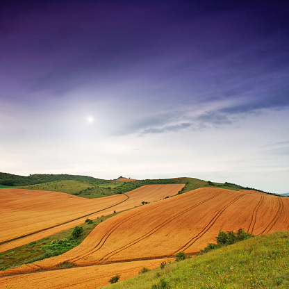 Endless farm fields are sown with various crops. A strip of sunflower field. Peaceful rural landscape. Summer in the eastern region of Ukraine, somewhere in Slobozhanshchyna.