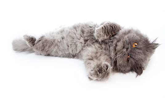 A striped gray cat with yellow eyes. A domestic cat sitting on the bed.