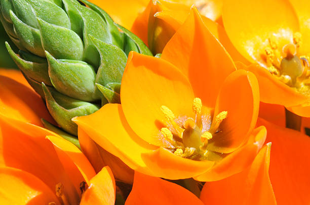 Beautiful Fritillaria imperialis, crown imperial, imperial fritillary or Kaiser's crown, on bank of pond