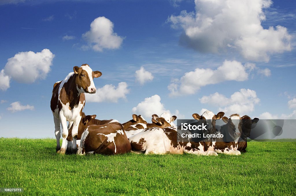 Vacas deitado no gramado - Foto de stock de Deitar royalty-free