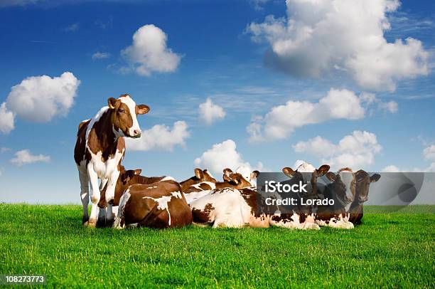 Foto de Vacas Deitado No Gramado e mais fotos de stock de Deitar - Deitar, Fêmea de mamífero, Gado Doméstico Bovino