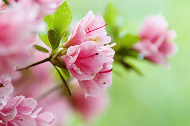 close-up of розовая азалия цветы на куст - azalea стоковые фото и изображения