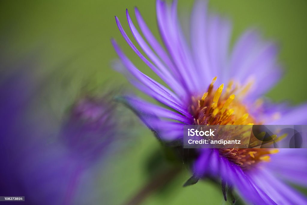 Colorato viola Settembrino in bloom - Foto stock royalty-free di Maine