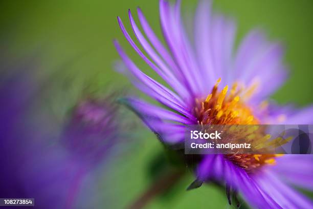 Colorato Viola Settembrino In Bloom - Fotografie stock e altre immagini di Maine - Maine, Fiore di campo, Viola - Colore