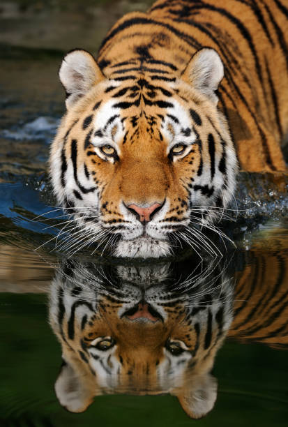 A striped tiger entering water close-up of a siberian tiger reflecting in water

[url=file_closeup.php?id=9375206][img]file_thumbview_approve.php?size=3&id=9375206[/img][/url] [url=file_closeup.php?id=3029509][img]file_thumbview_approve.php?size=3&id=3029509[/img][/url]

[url=http://www.istockphoto.com/my_lightbox_contents.php?lightboxID=670044][IMG]http://www.cycletech.de/df/istock/animals.jpg[/IMG][/url] tiger safari animals close up front view stock pictures, royalty-free photos & images