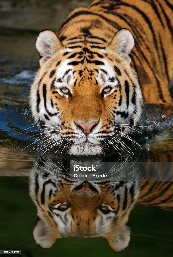 Tigre em água - Royalty-free Tigre Foto de stock