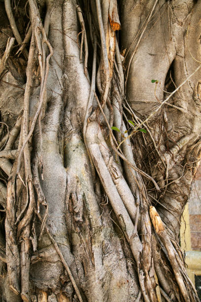 istock Banyan trees trunks with hanging roots close-up 1082739260