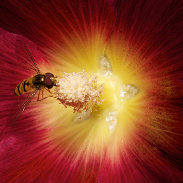 A yellow hollyhock flowers and in front of it is a bee filled with pollen flying towards it