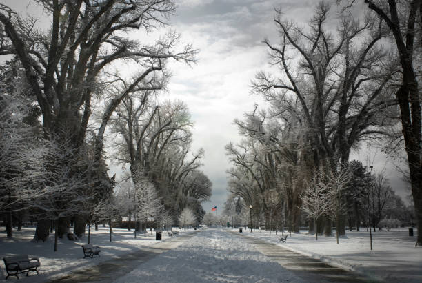 Winter im Park – Foto