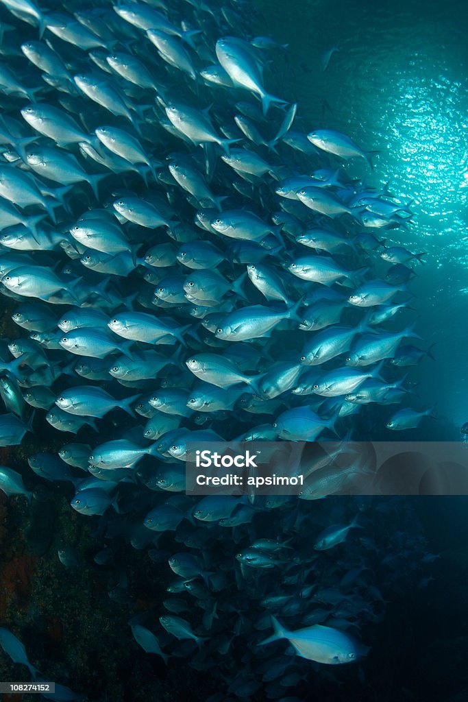 Wall of Fish  Bluefish Stock Photo