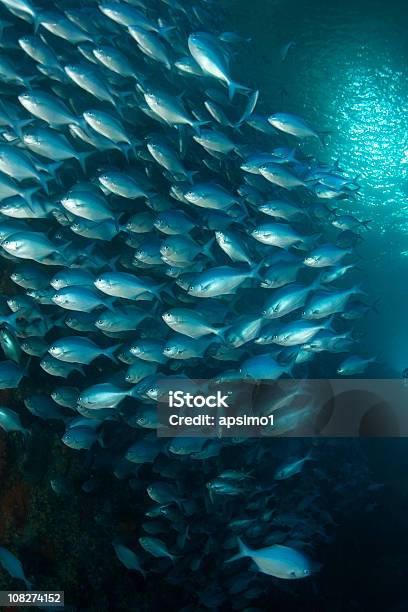 Wall Of Fish Stock Photo - Download Image Now - Bluefish, Fish, New Zealand