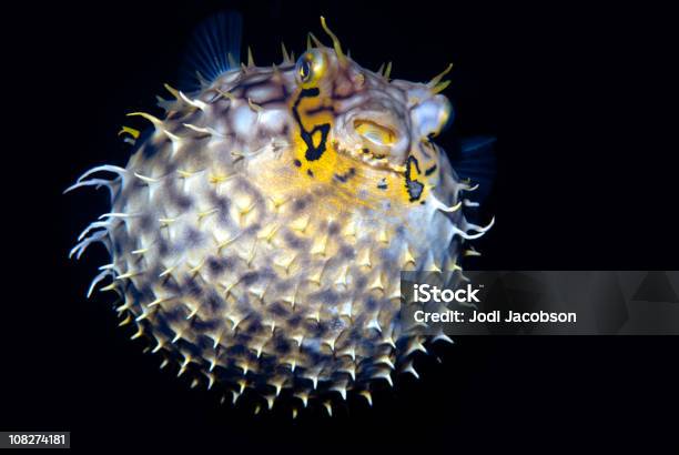 Тропические Рыбы Полосатый Burrfish Соленой Воды Chilomycterus Schoepfi — стоковые фотографии и другие картинки Иглобрюх