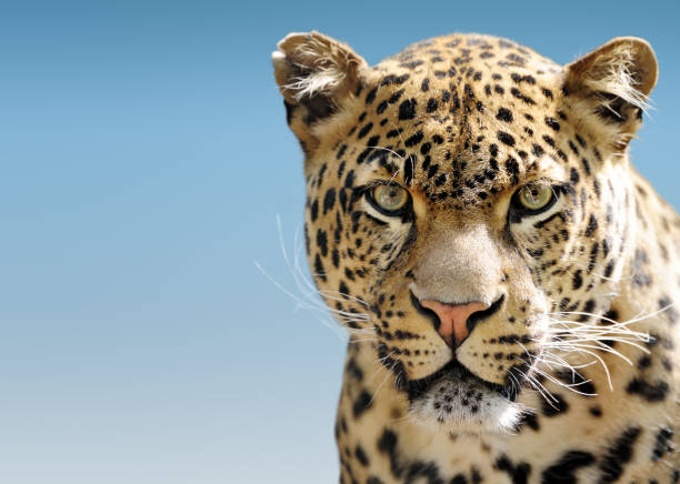 leopard contra el cielo azul - panthers fotografías e imágenes de stock