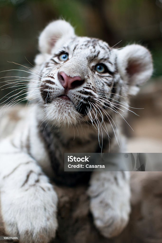 Portrait of Young ホワイト Bengal Tiger - トラのロイヤリティフリーストックフォト
