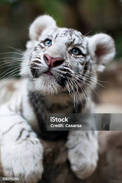 Foto de Retrato De Jovem Branco Tigredabengala e mais fotos de stock de Tigre - Tigre, Filhote, Cria de tigre