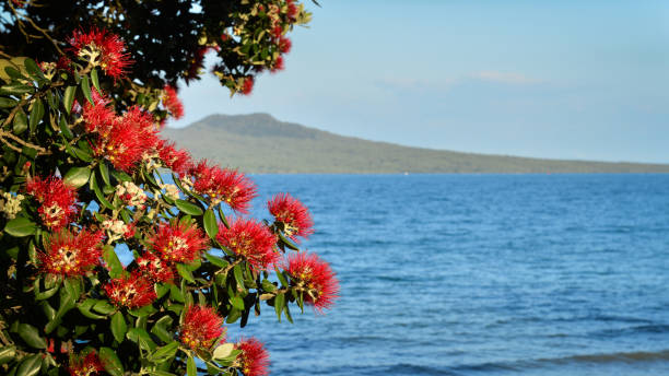 albero di natale della nuova zelanda - i fiori di pohutukawa rossi incorniciano l'isola di rangitoto a takapuna beach, auckland nuova zelanda - pohutukawa tree christmas new zealand beach foto e immagini stock