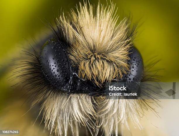 Miner Bee Stock Photo - Download Image Now - Mining Bee, Animal Body Part, Animal Mane