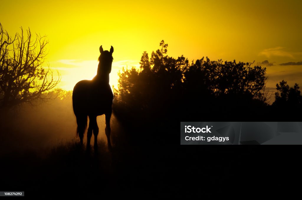 Jeune Wild Horse - Photo de Animaux à l'état sauvage libre de droits