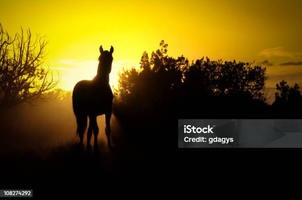 Photo libre de droit de Jeune Wild Horse banque d'images et plus d'images libres de droit de Animaux à l'état sauvage - Animaux à l'état sauvage, Bush australien, Cheval