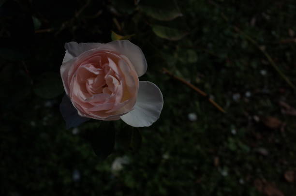 istock Rose 