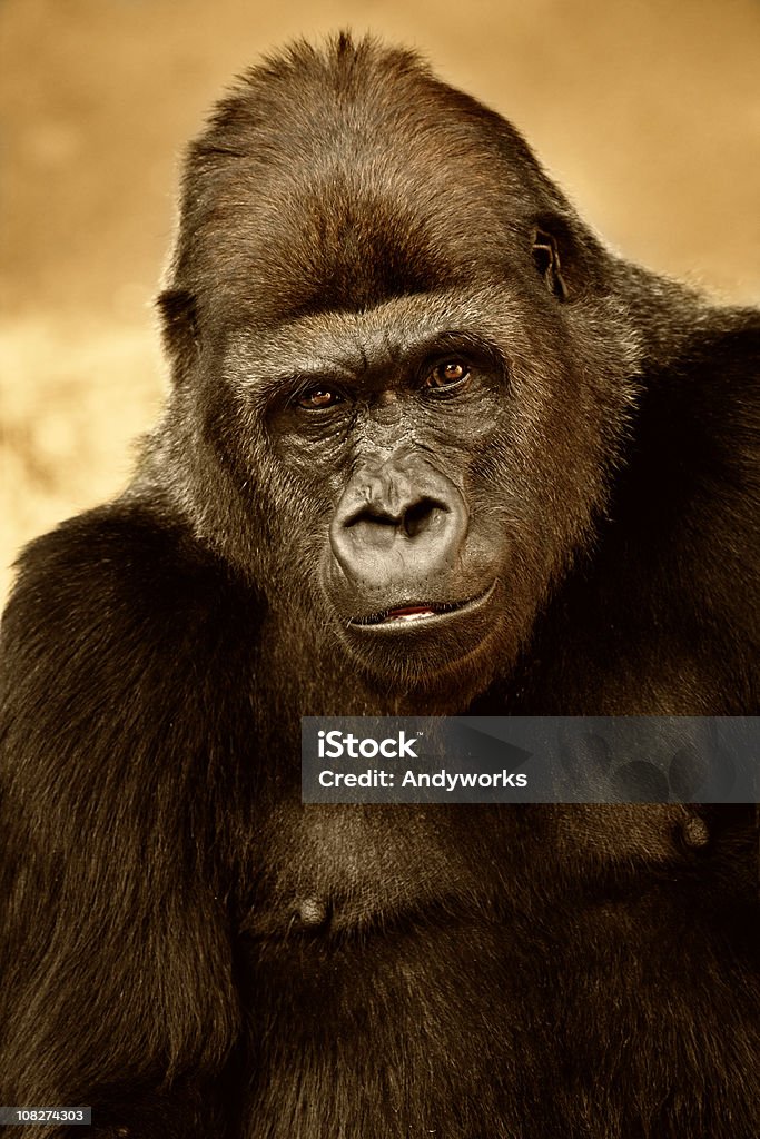 Westlicher Flachlandgorilla - Lizenzfrei Gorilla Stock-Foto