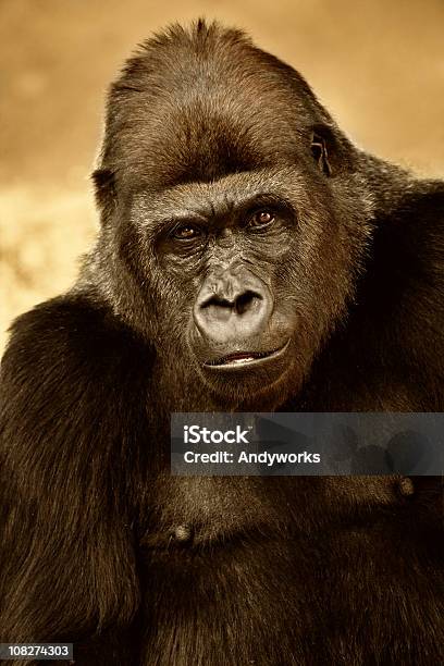 Westlicher Flachlandgorilla Stockfoto und mehr Bilder von Gorilla - Gorilla, Bedrohte Tierart, Braun