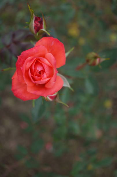 istock Pink 