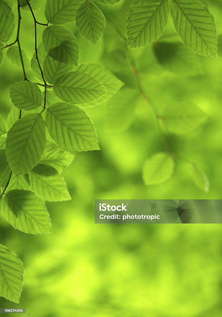 Verde hojas Beech - Foto de stock de Hoja libre de derechos