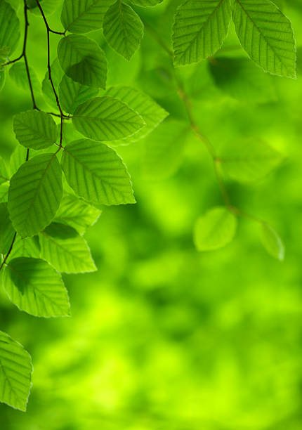 hêtre vert feuilles - beech leaf photos photos et images de collection