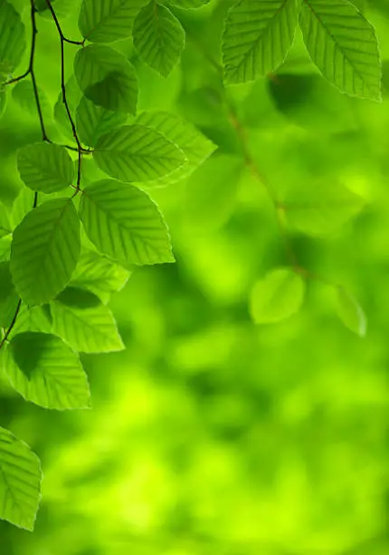 Photo of Green Beech leaves