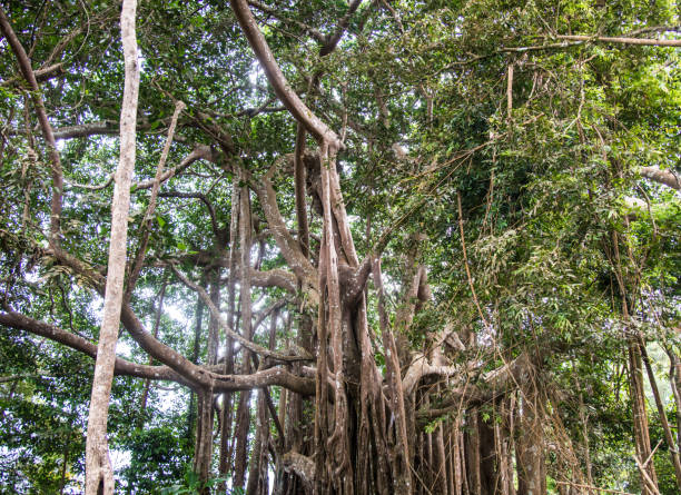 istock Giant trees in green forest. 1082744086